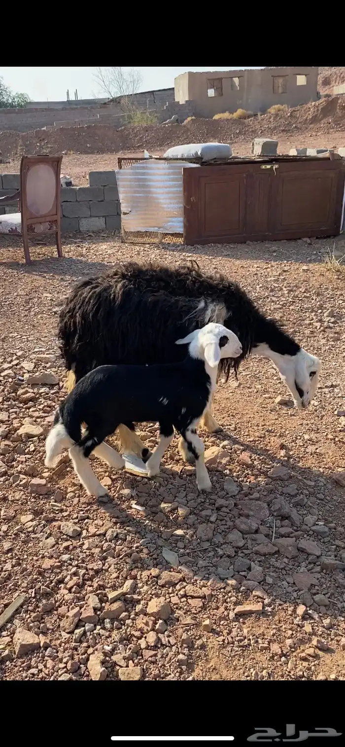 نعجه حجرية بولدها فاخر 3