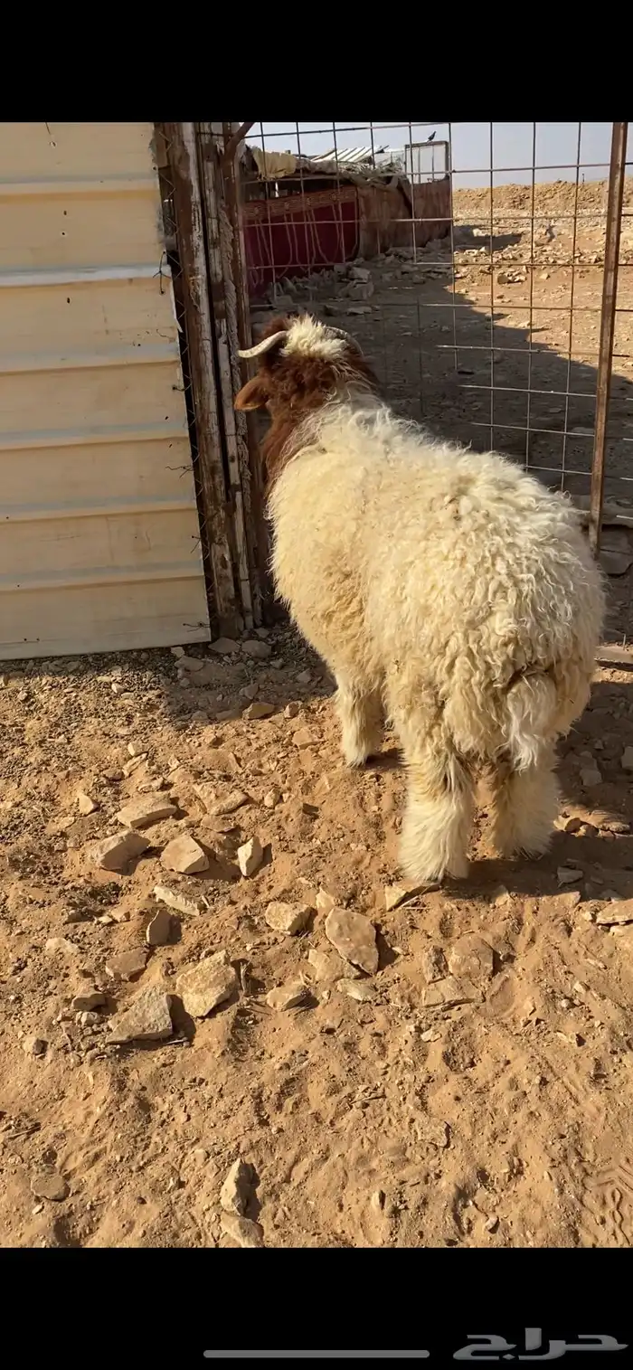 خروف نعيمي 2