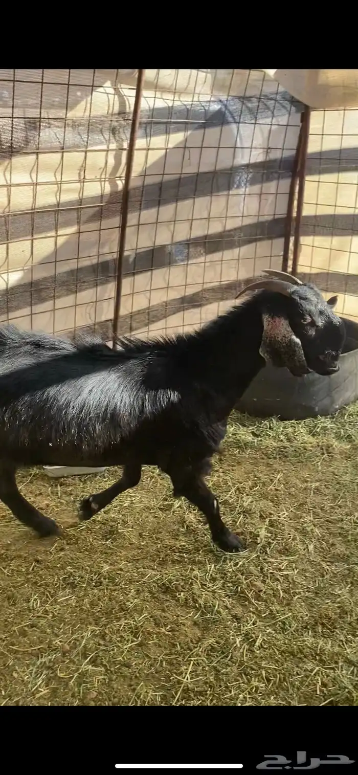 جفرة شاميه دافع 1