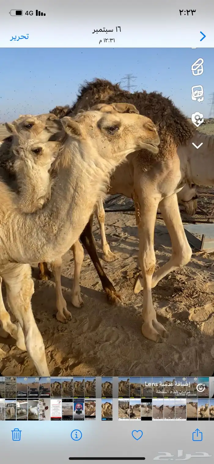 البعير الاشقح المنتج 9