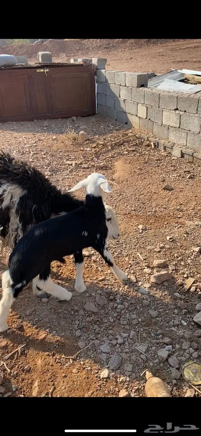 نعجه حجرية بولدها فاخر 1
