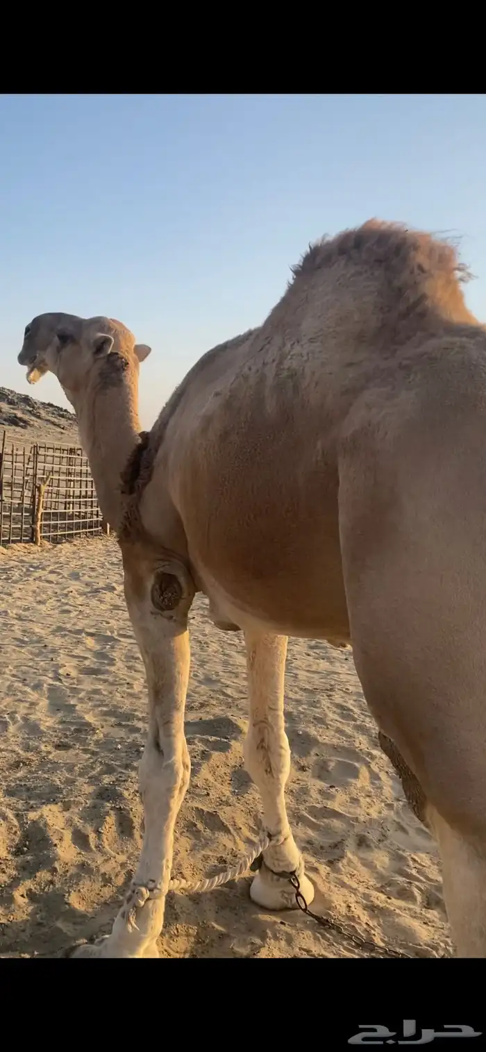 البعير الاشقح المنتج 2