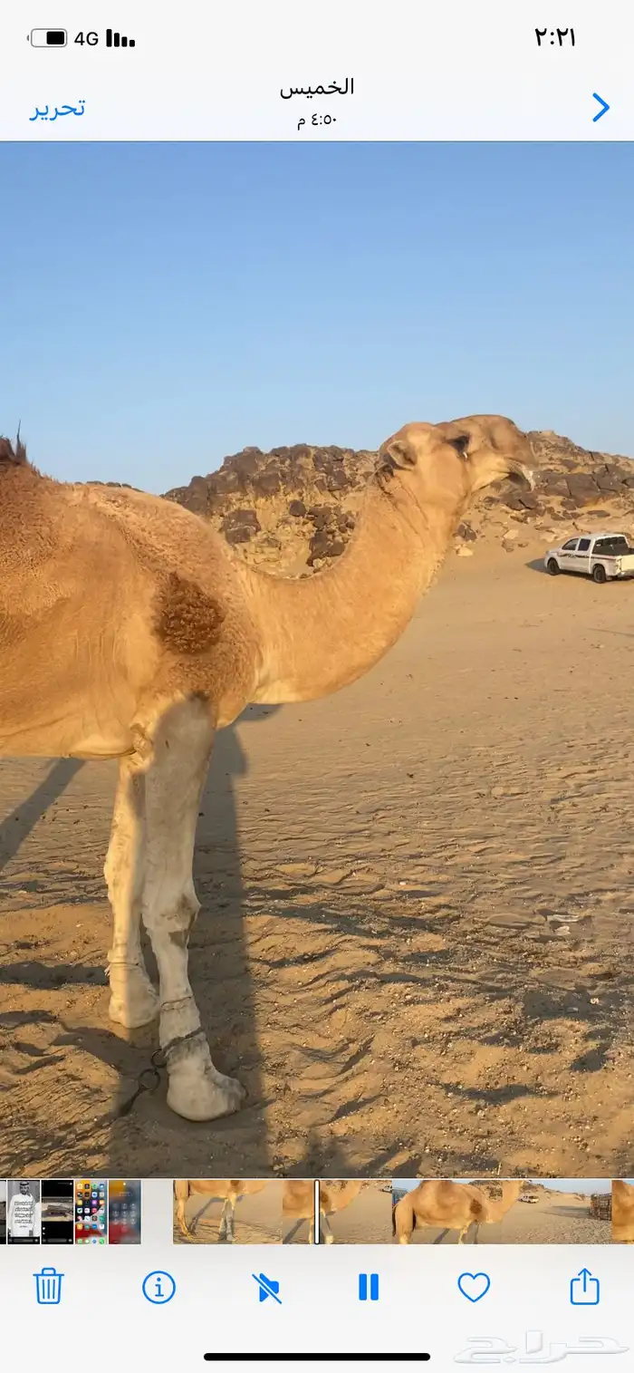 البعير الاشقح المنتج 4