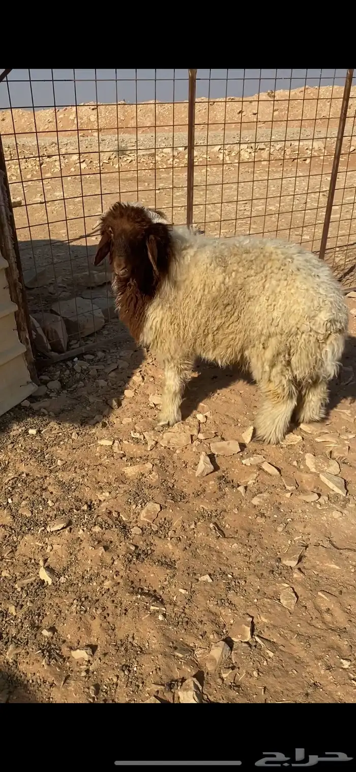 خروف نعيمي 1