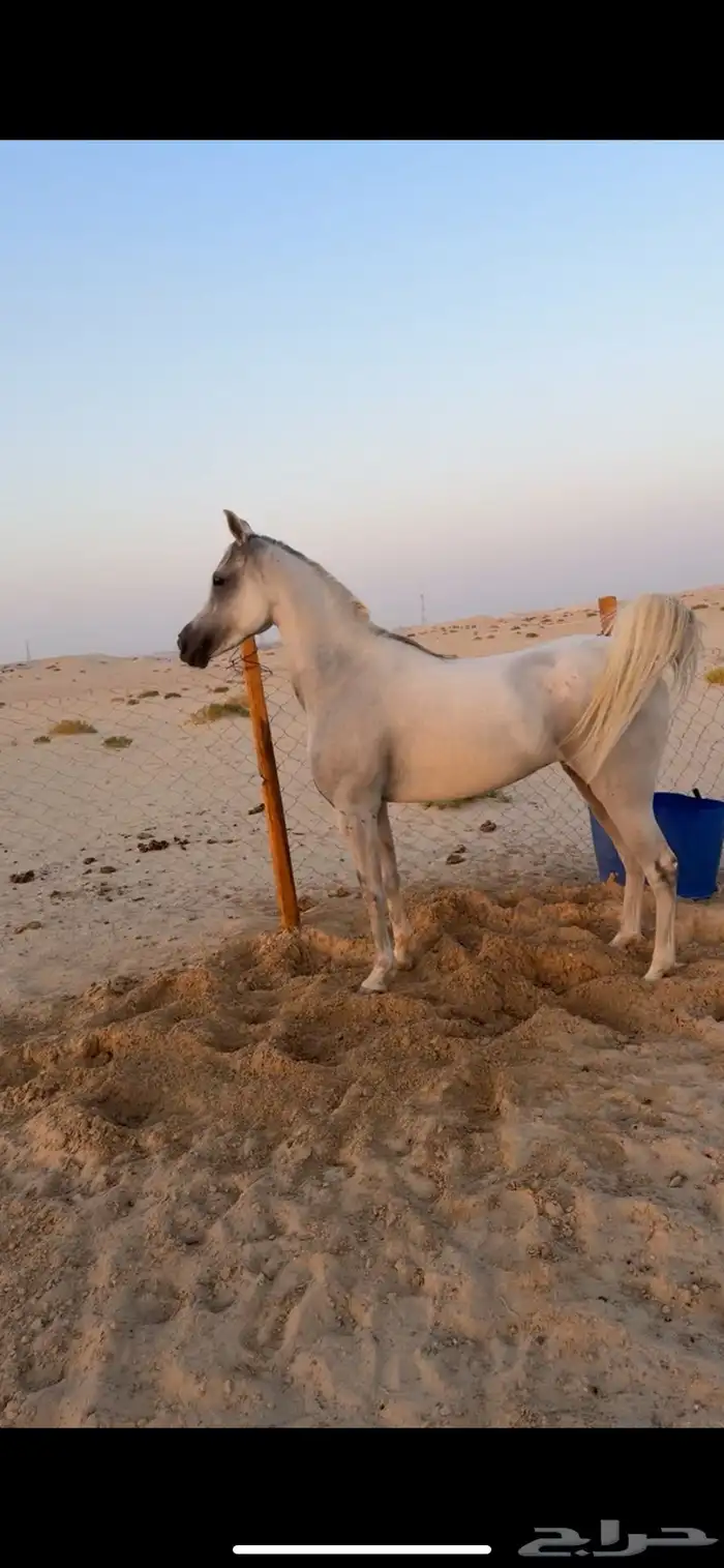 فرس شعبية مع مهر 1