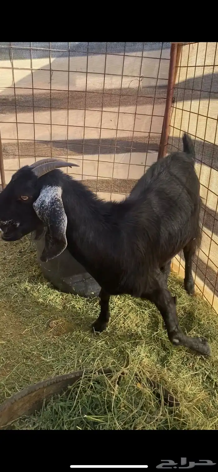 جفرة شاميه دافع 0