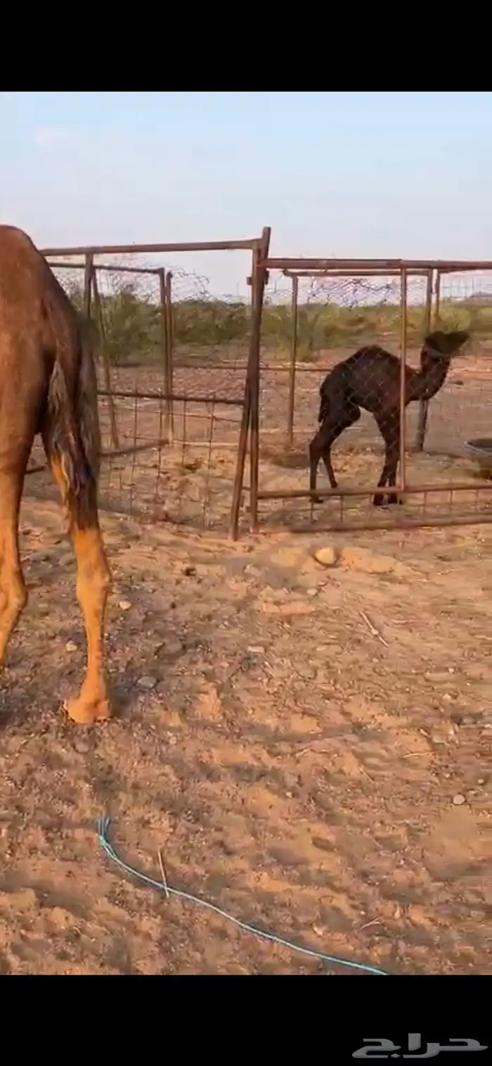 خلفه للبيع 1