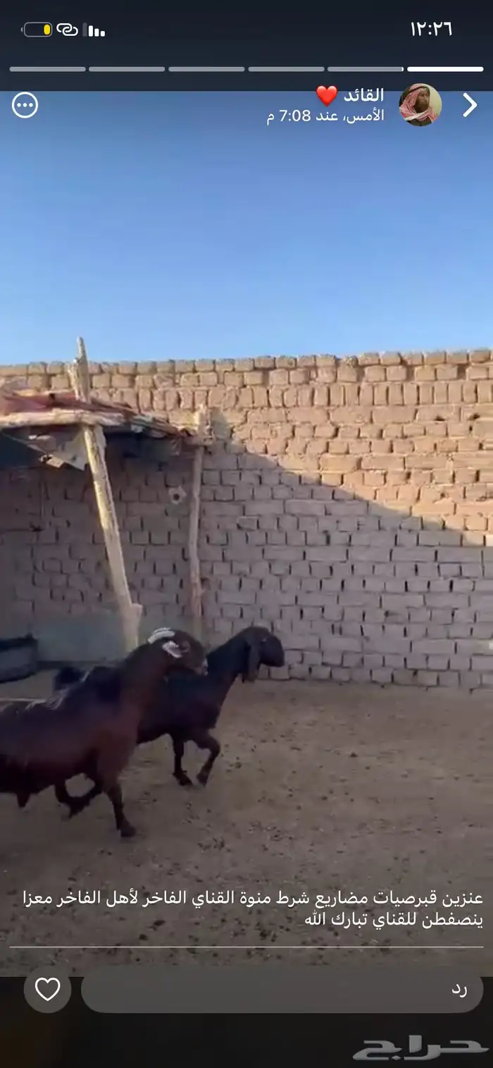 عنزين قبرصيات صنف 4