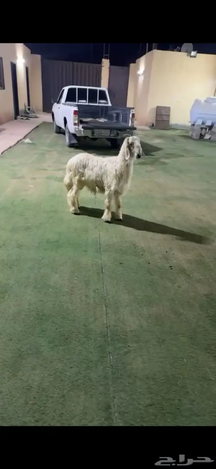 طلي نجدي الرياض حي الشفاء أي مكان نوصل فيه ذبح باقي وحد 0