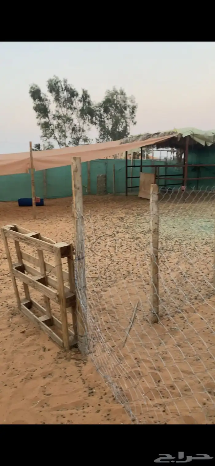 حوشين للحلال للاجار الرحمانيه الهياثم الخرج 3