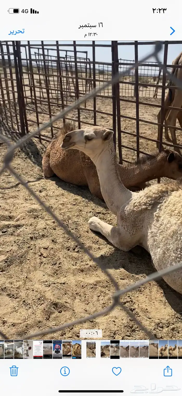 البعير الاشقح المنتج 11