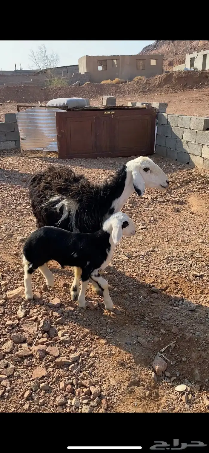 نعجه حجرية بولدها فاخر 2