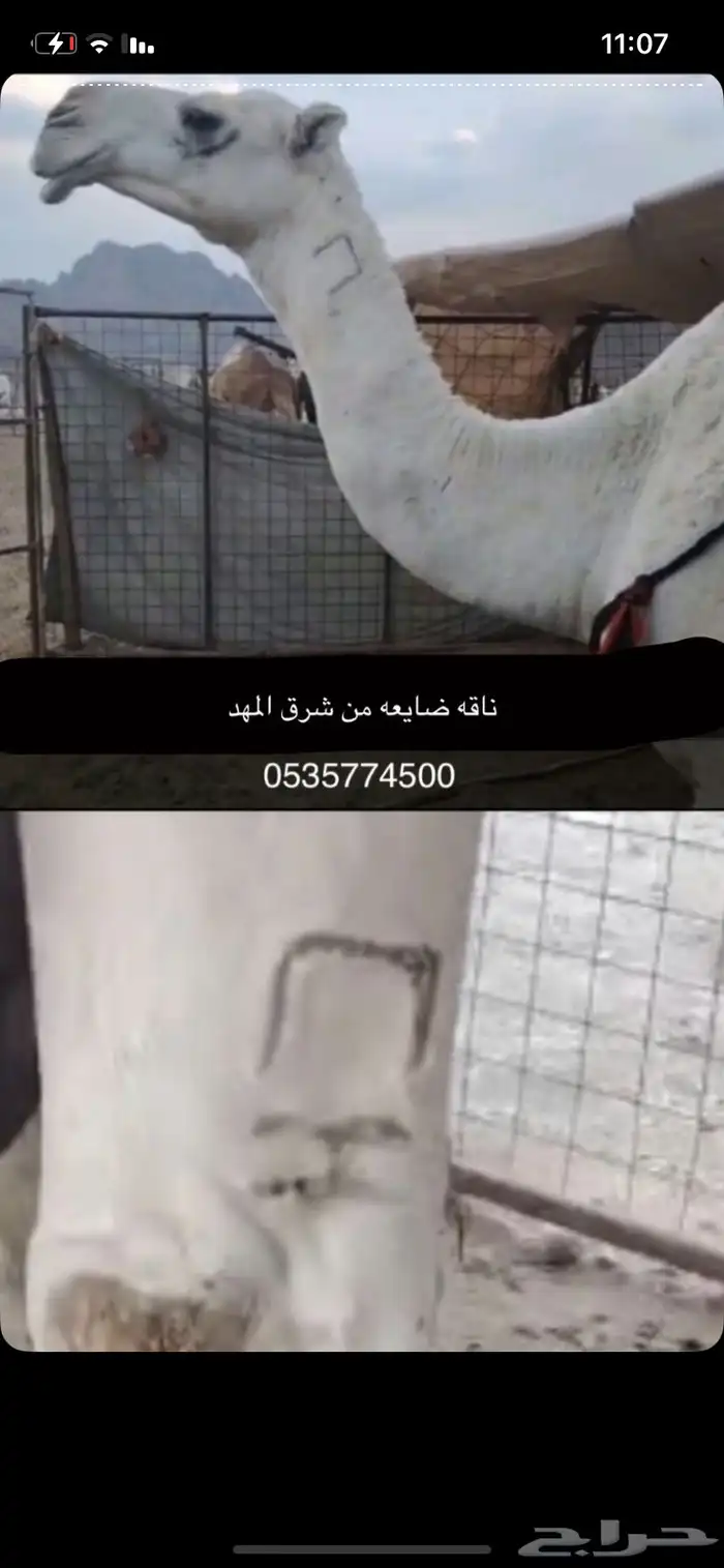 ناقه غاديه شرق مهد الذهب 0