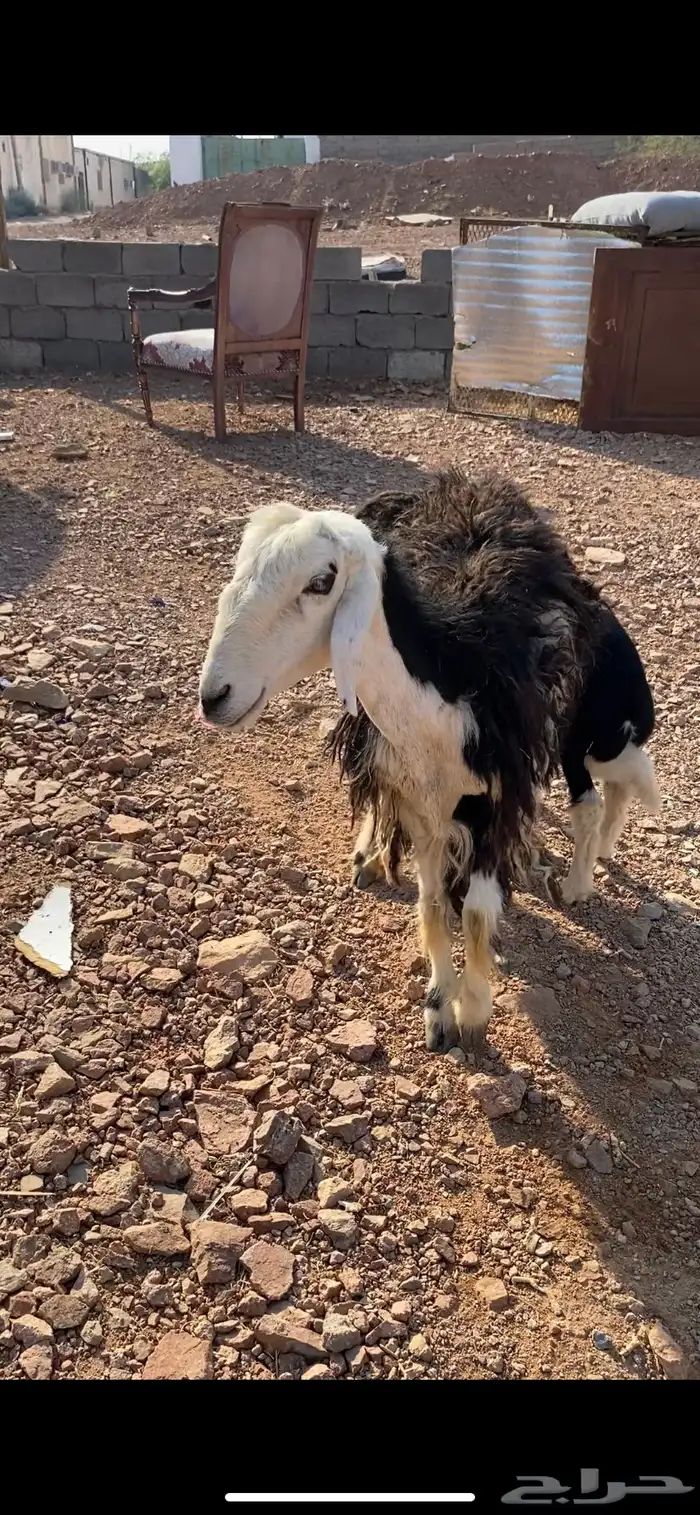 نعجه حجرية بولدها فاخر 4