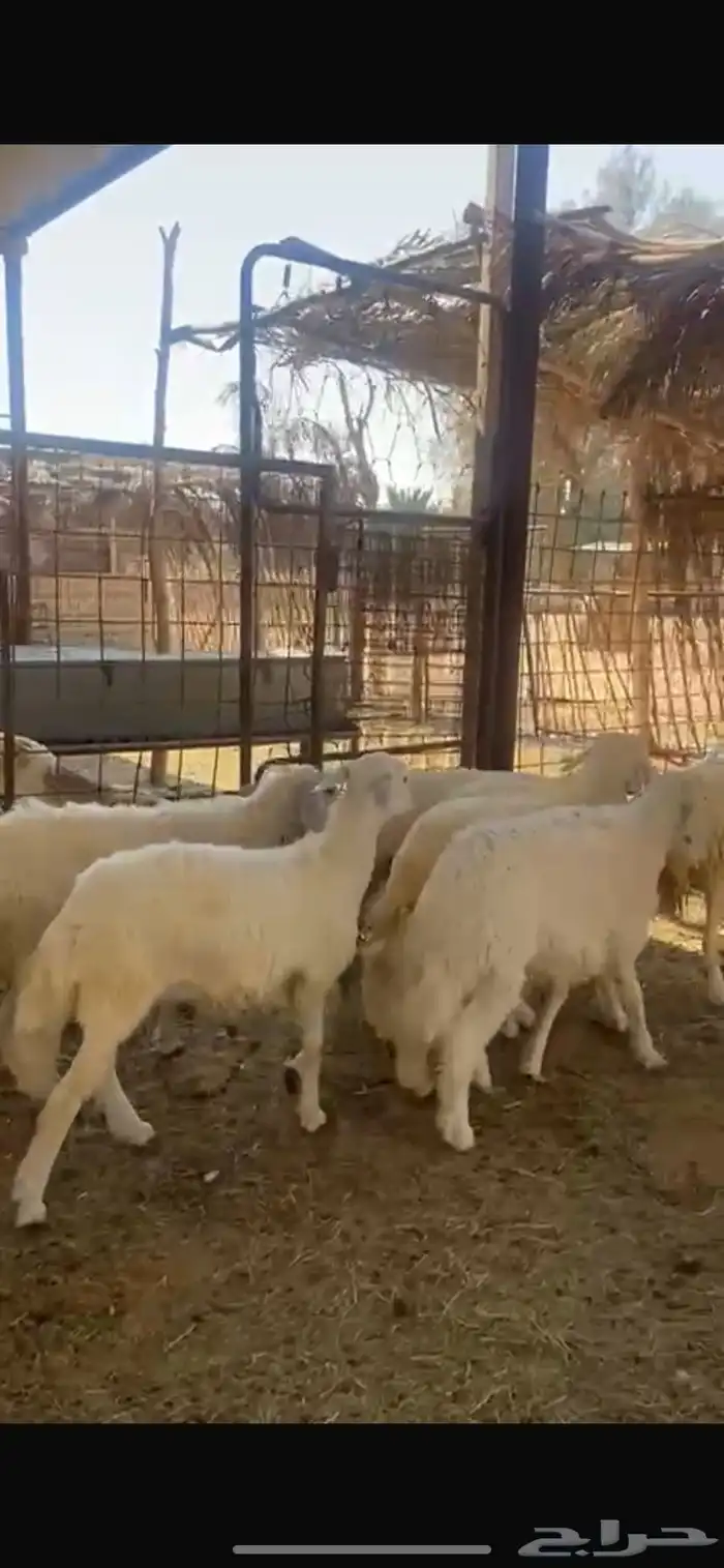 للبيع بهم حري 4 شهور عدد 8 2