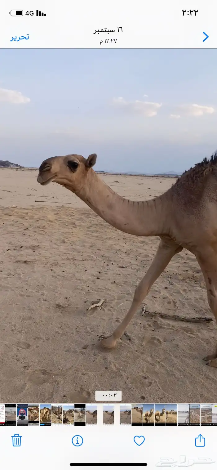 البعير الاشقح المنتج 6