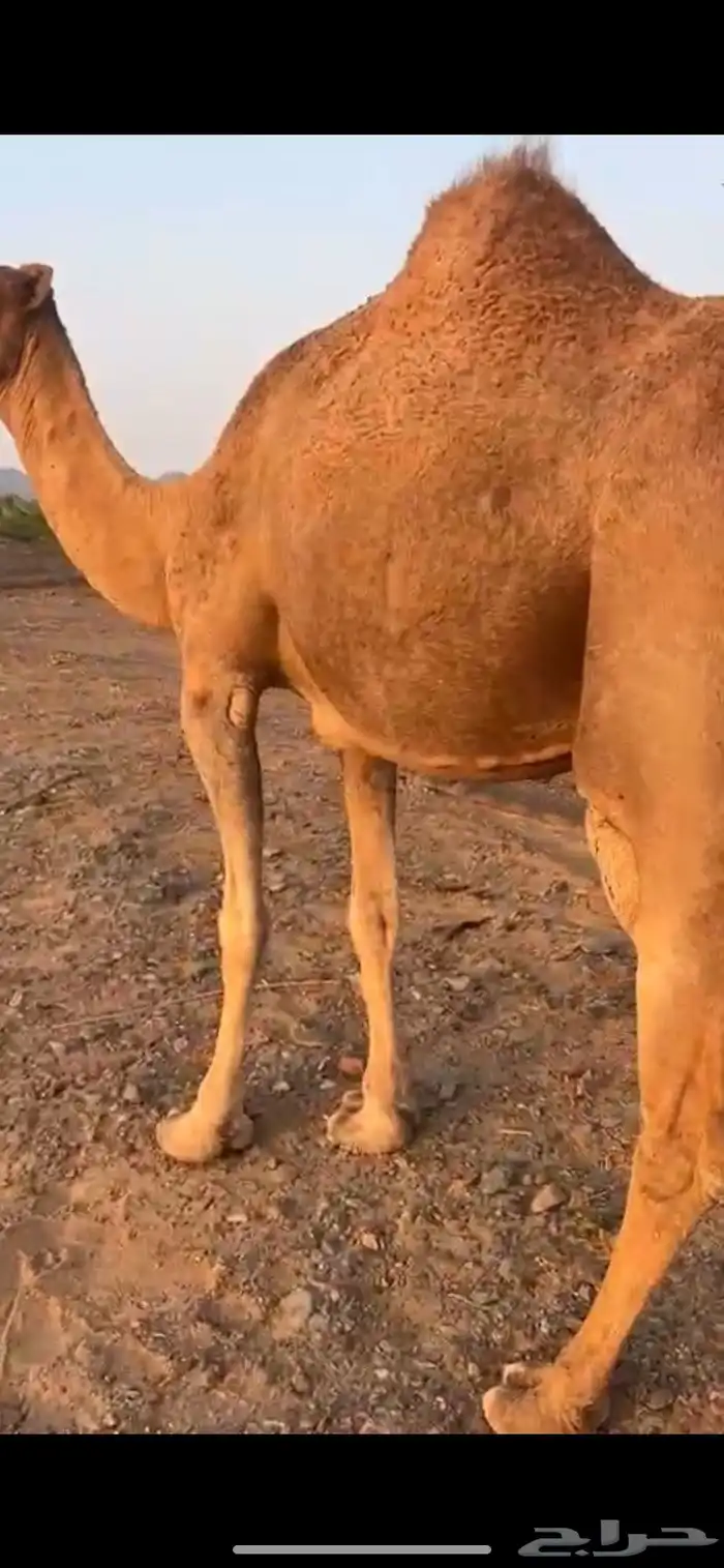 خلفه للبيع 0