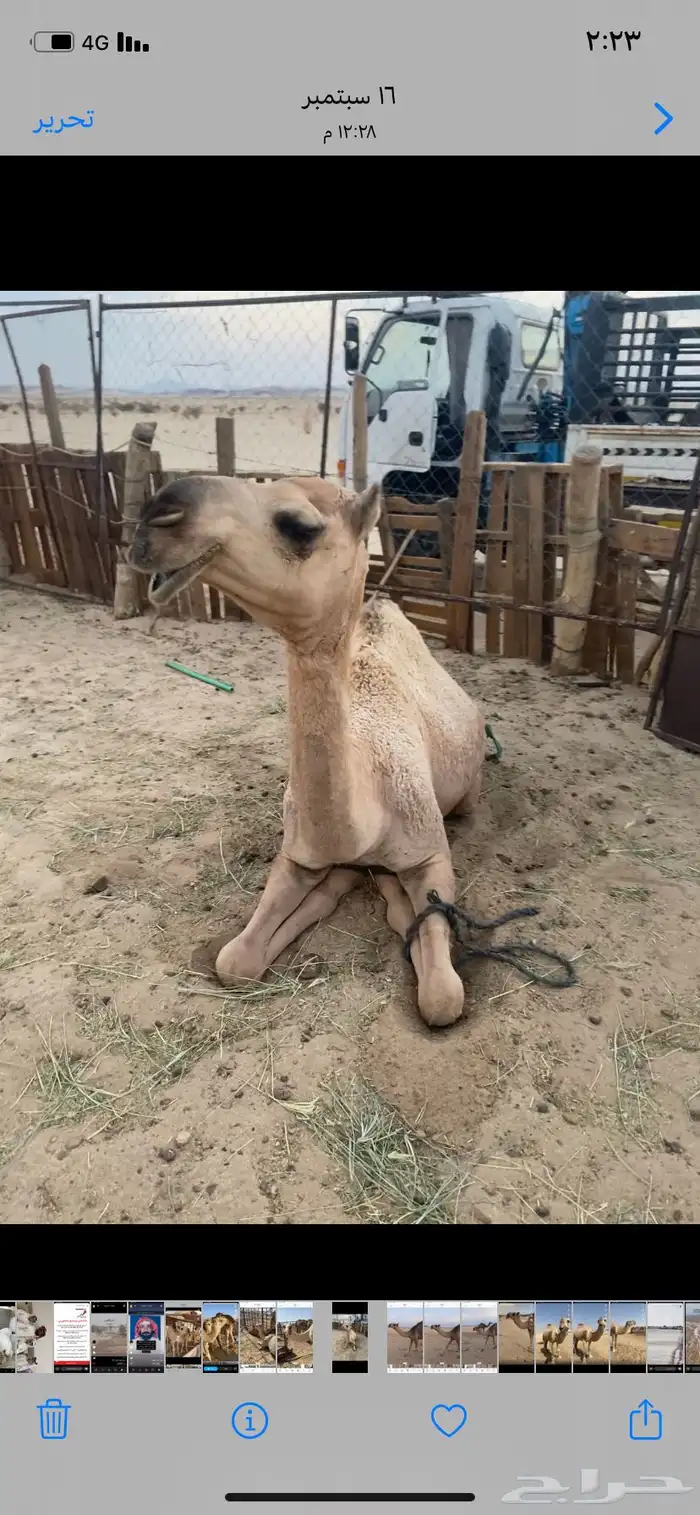 البعير الاشقح المنتج 8