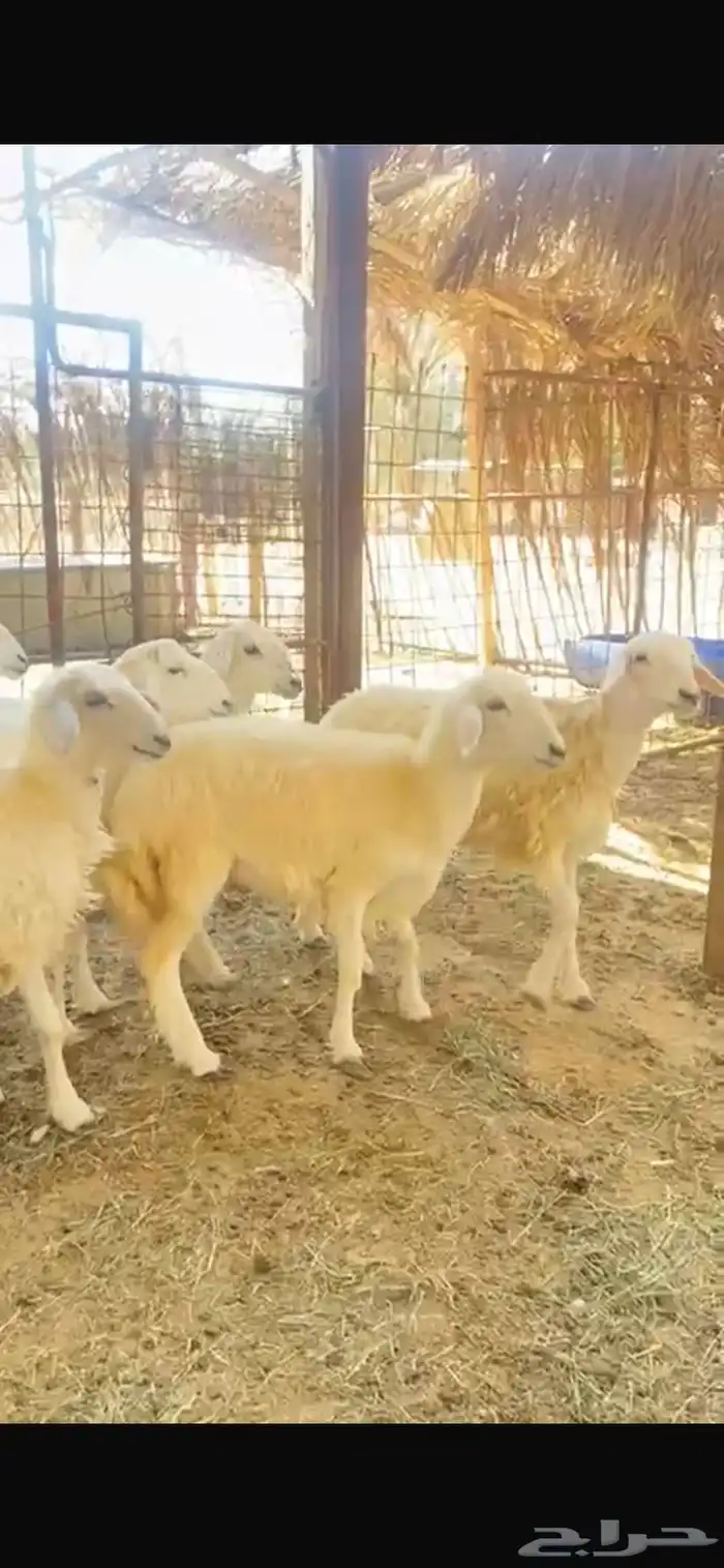 للبيع بهم حري 4 شهور عدد 8 0