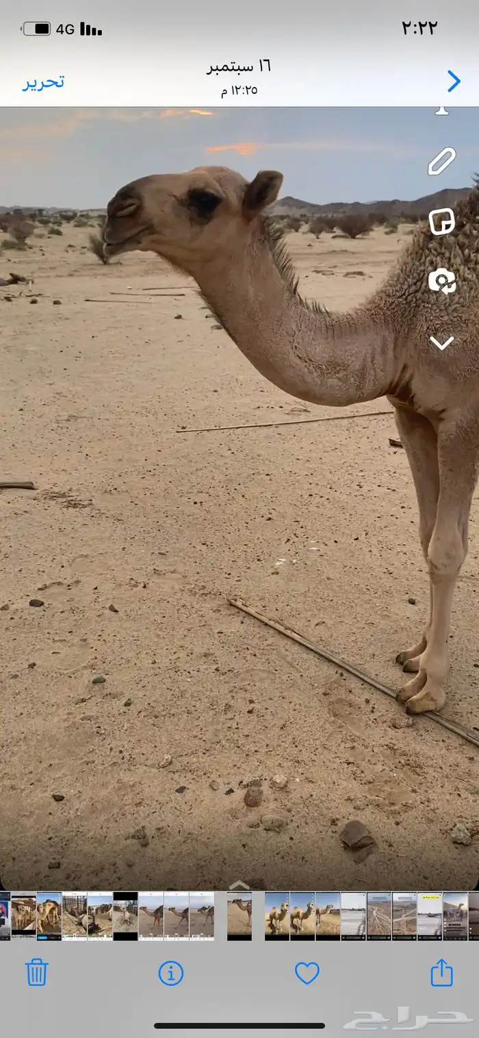 البعير الاشقح المنتج 7