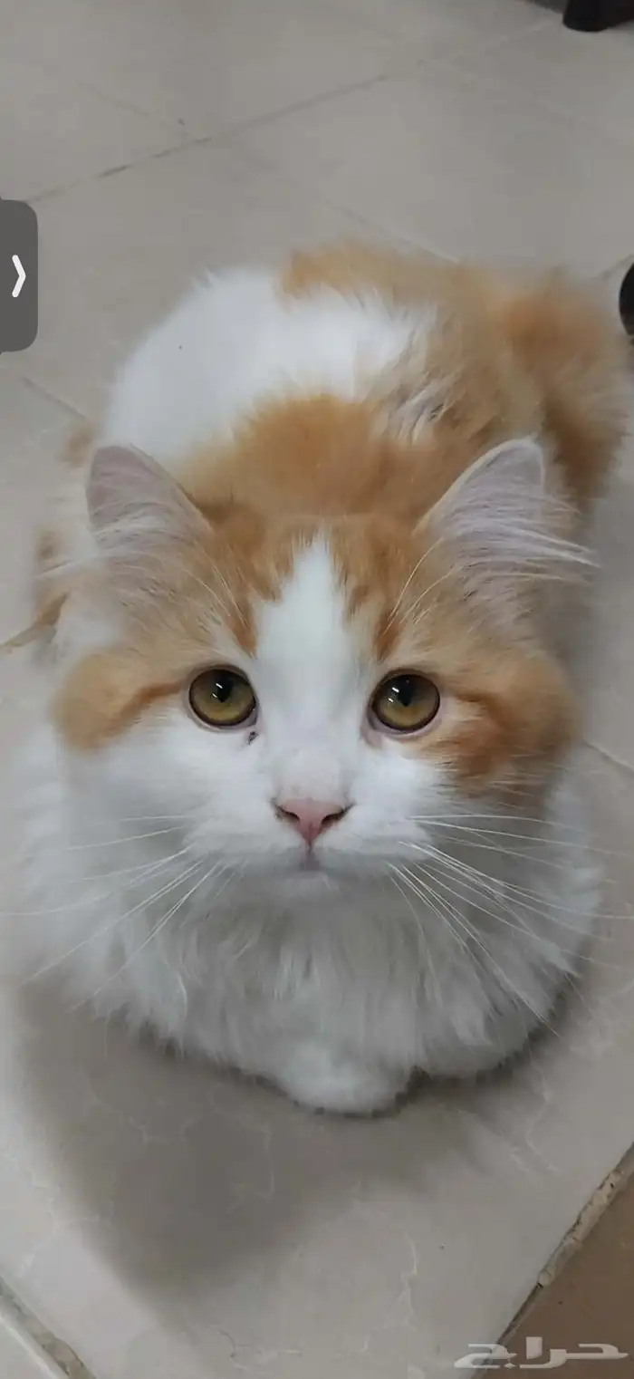 قطط للتبني شيرازي 1