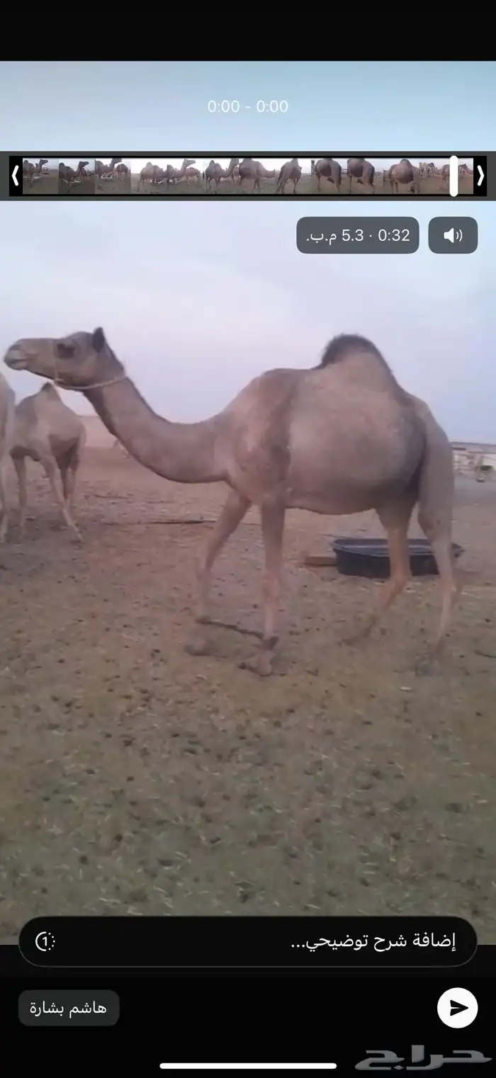 نياق هجن لقحات طيبات 3