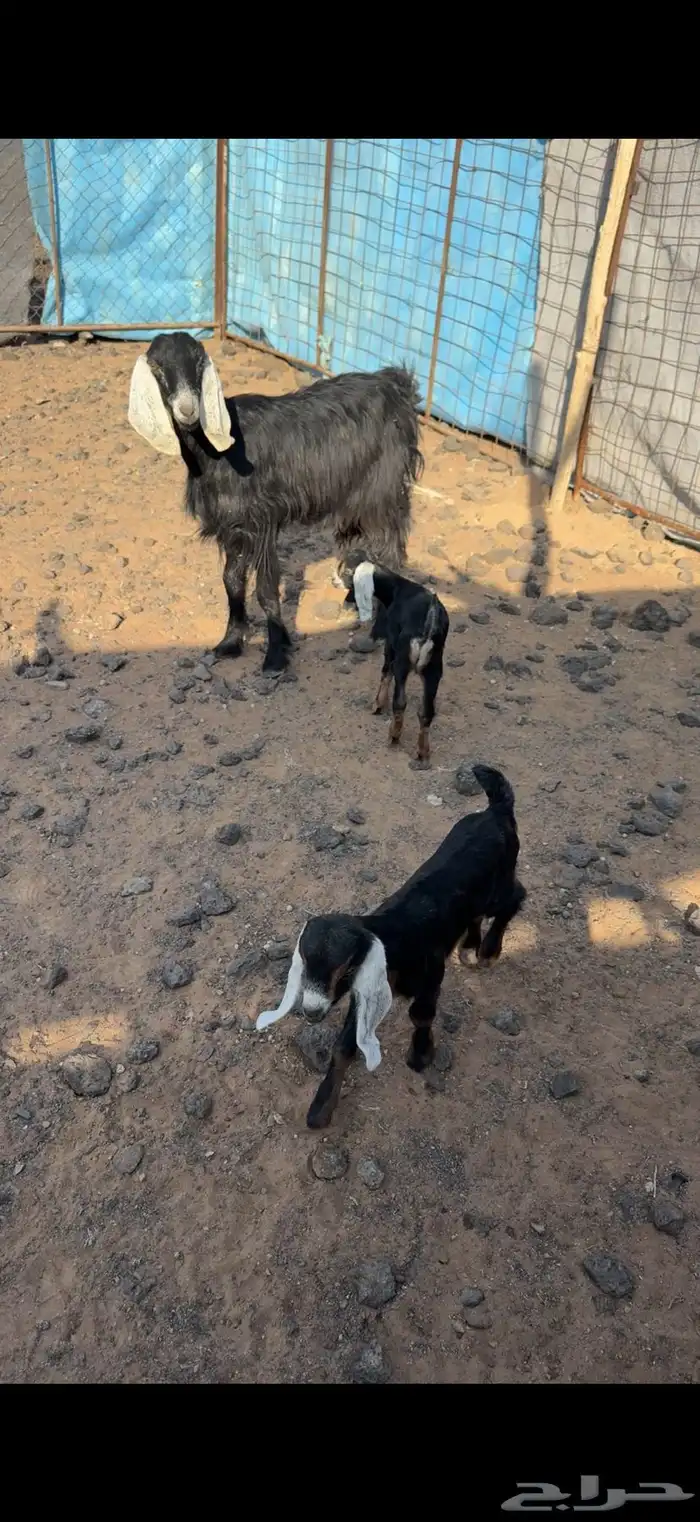 عنز رباع معه تيس وجفره 0