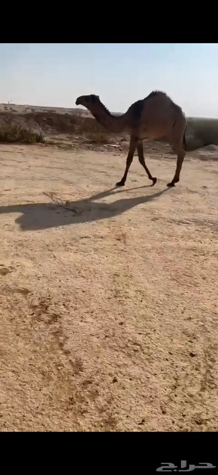 بكرة صفرا طيبه 1