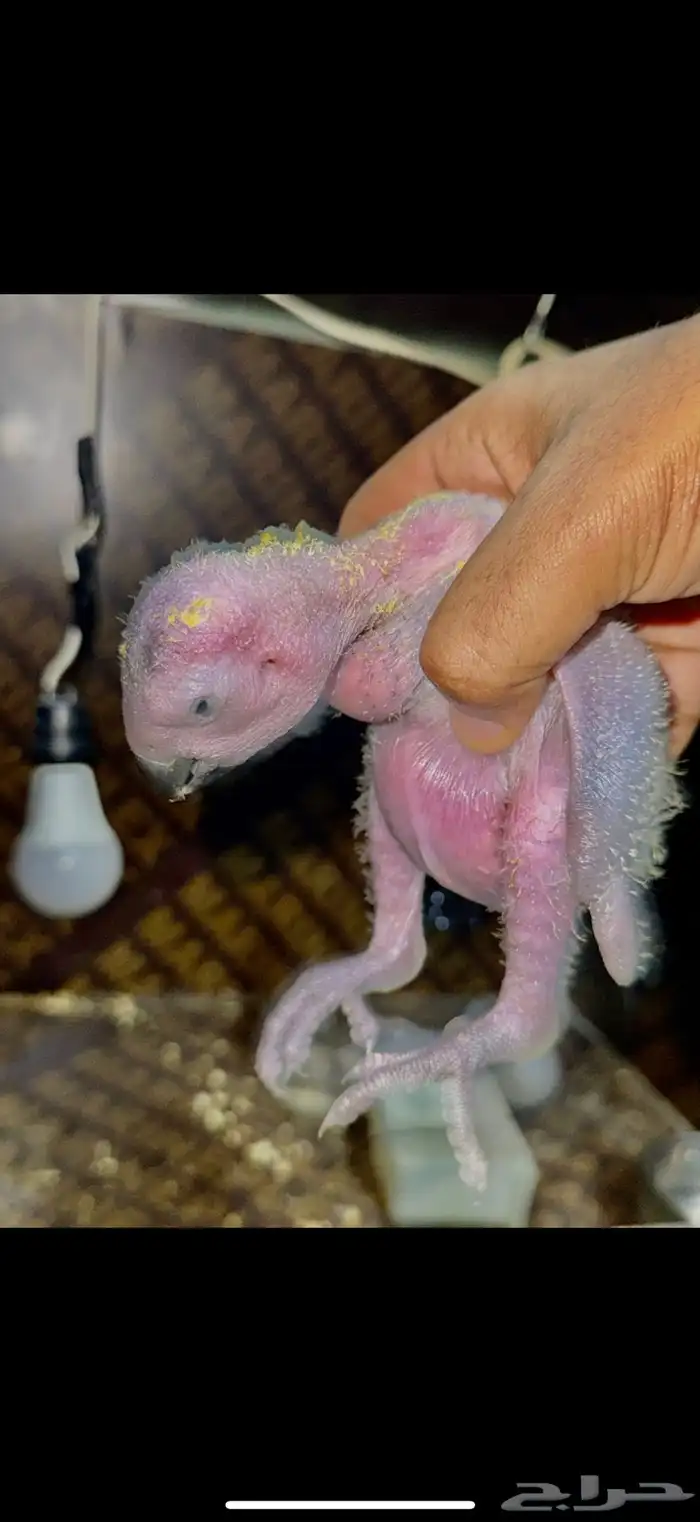 فروخ ببغاء كاسكو 0