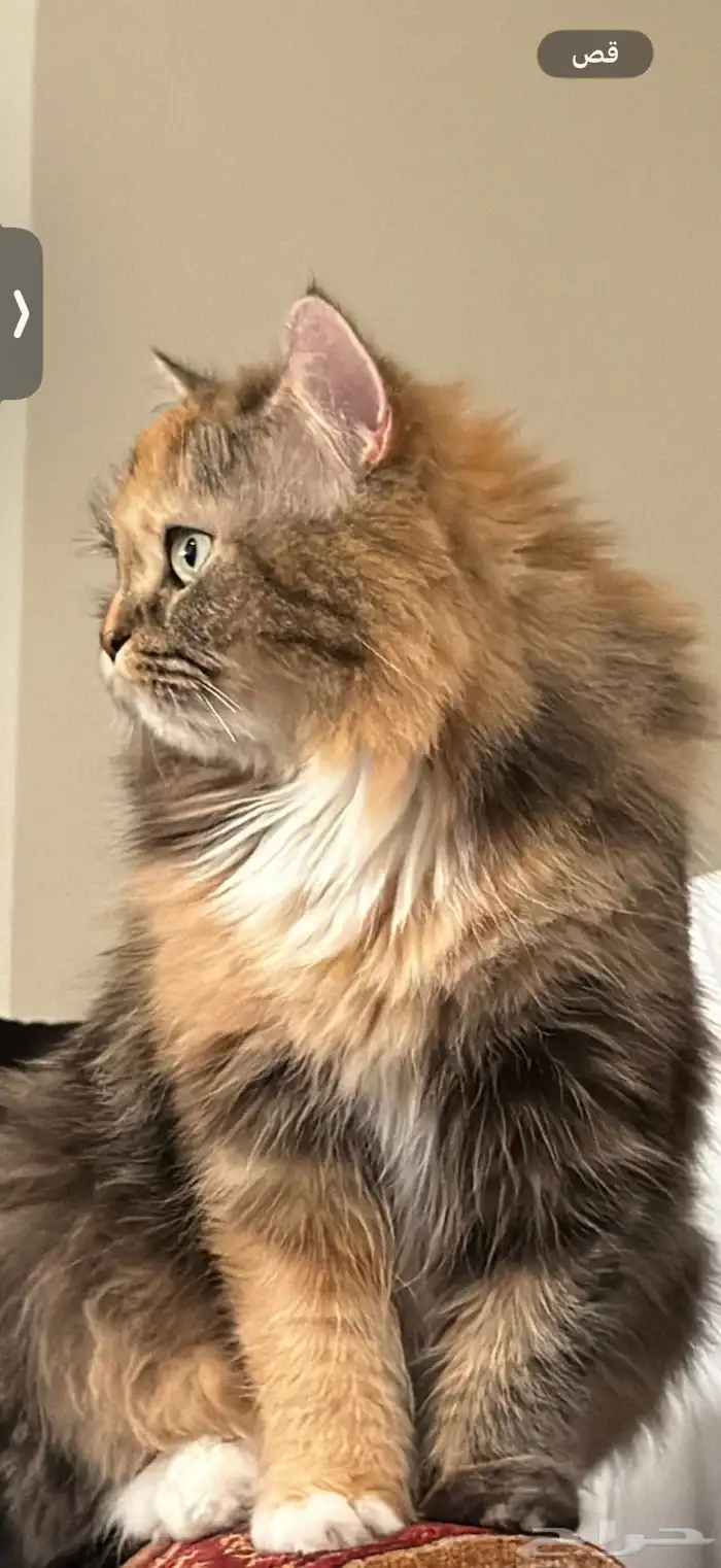قطط للتبني شيرازي 0