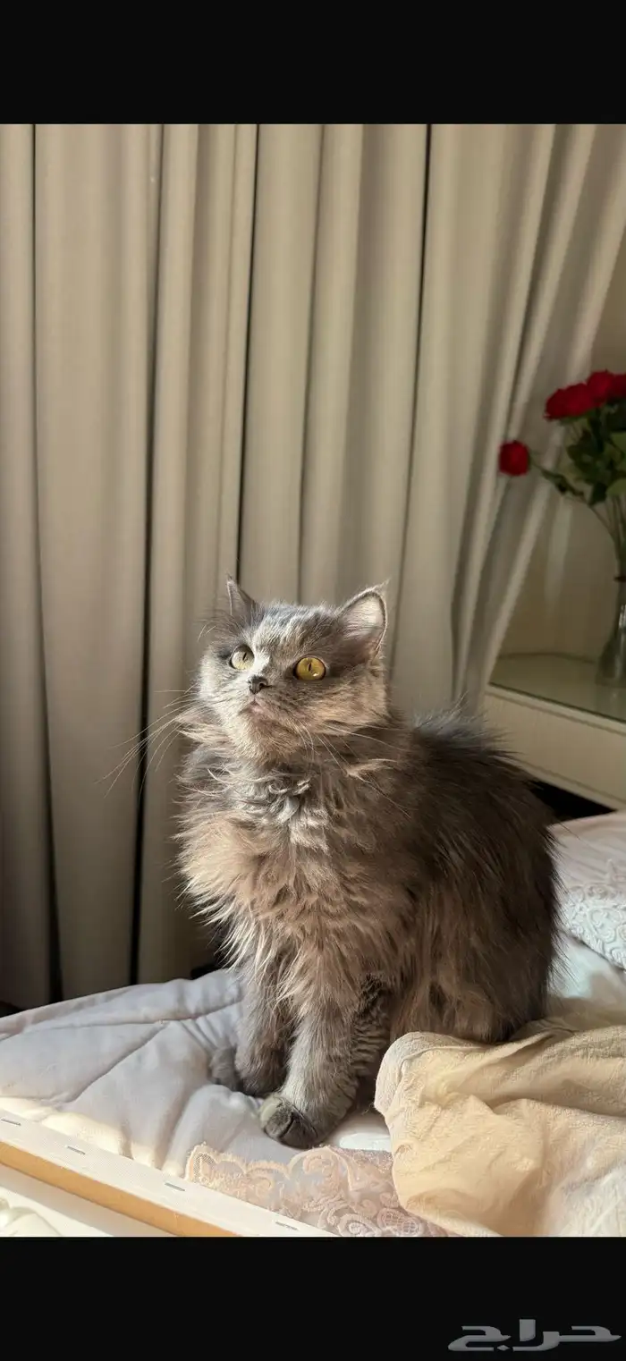 قطة للتبني مجانا 1