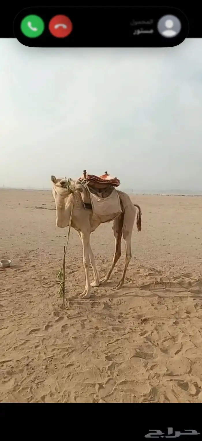 ركبي للبيع مشروووط 1