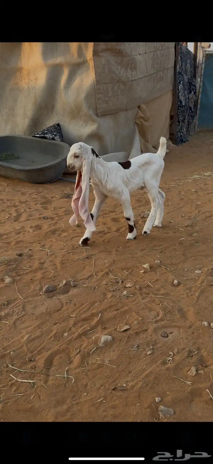 عنز كفو متبع بتيوس 2