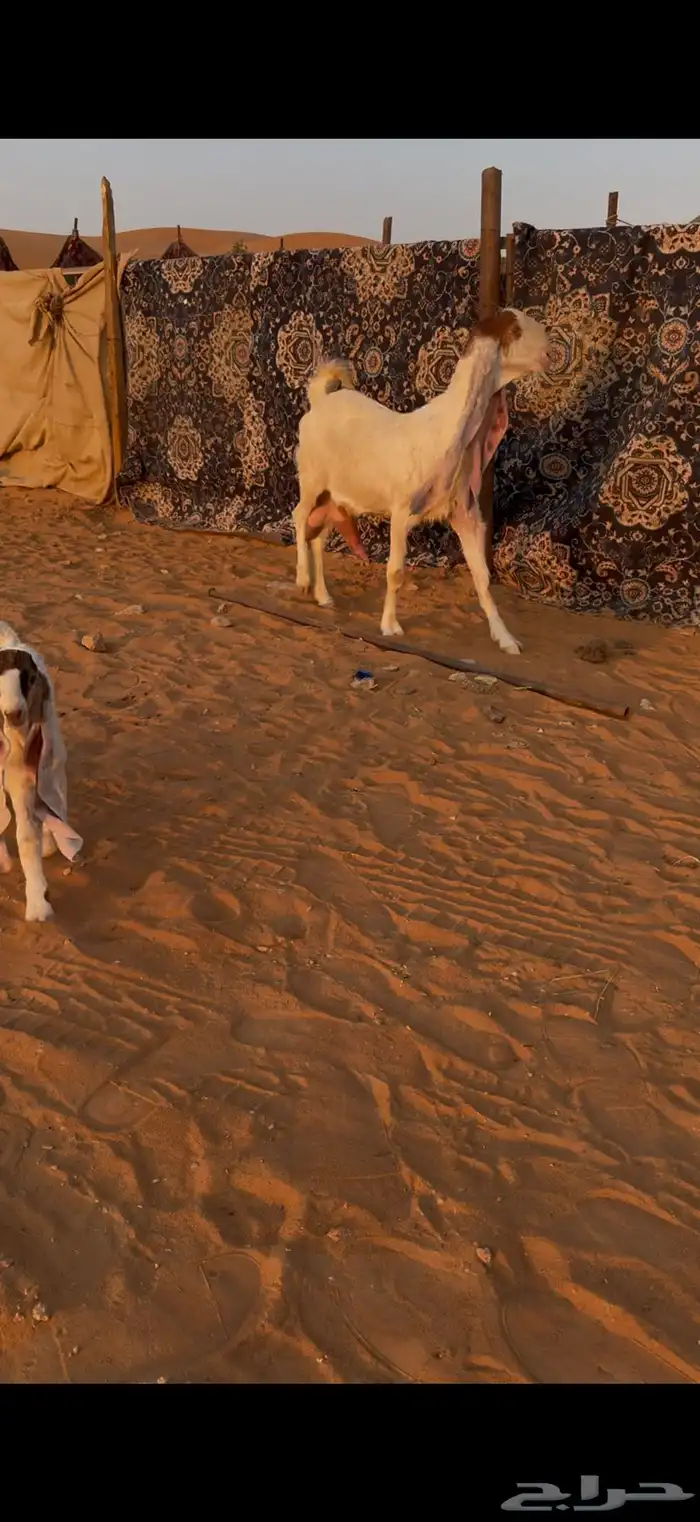 عنز كفو متبع بتيوس 0