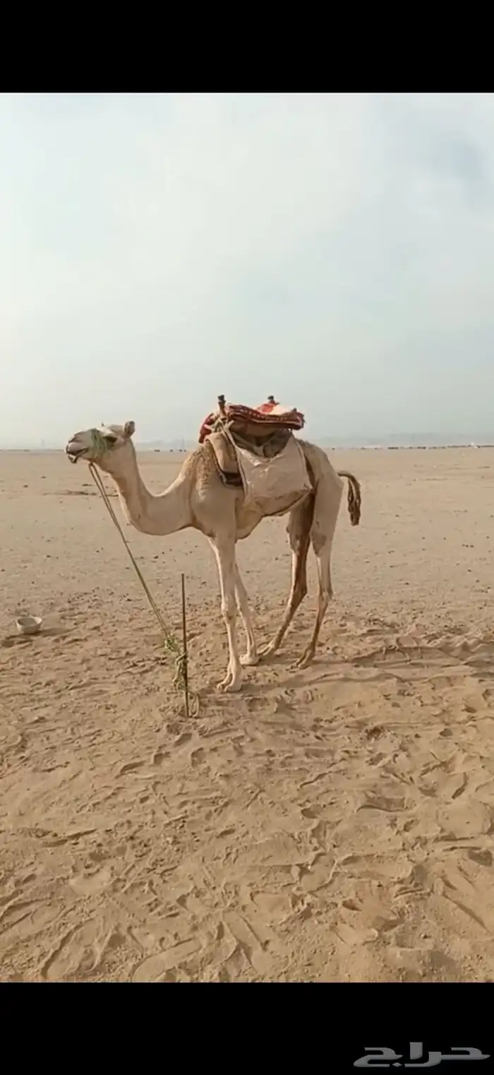 ركبي للبيع مشروووط 0