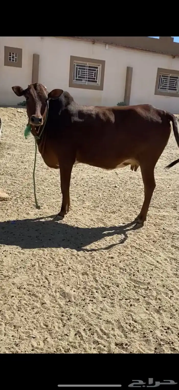 للبيع بقره جذعه لقحه 0