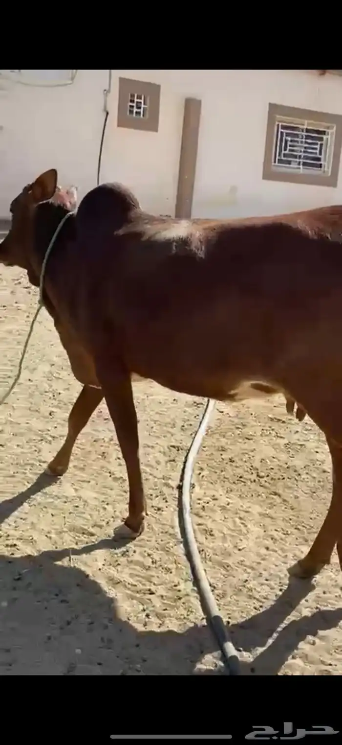 للبيع بقره جذعه لقحه 1