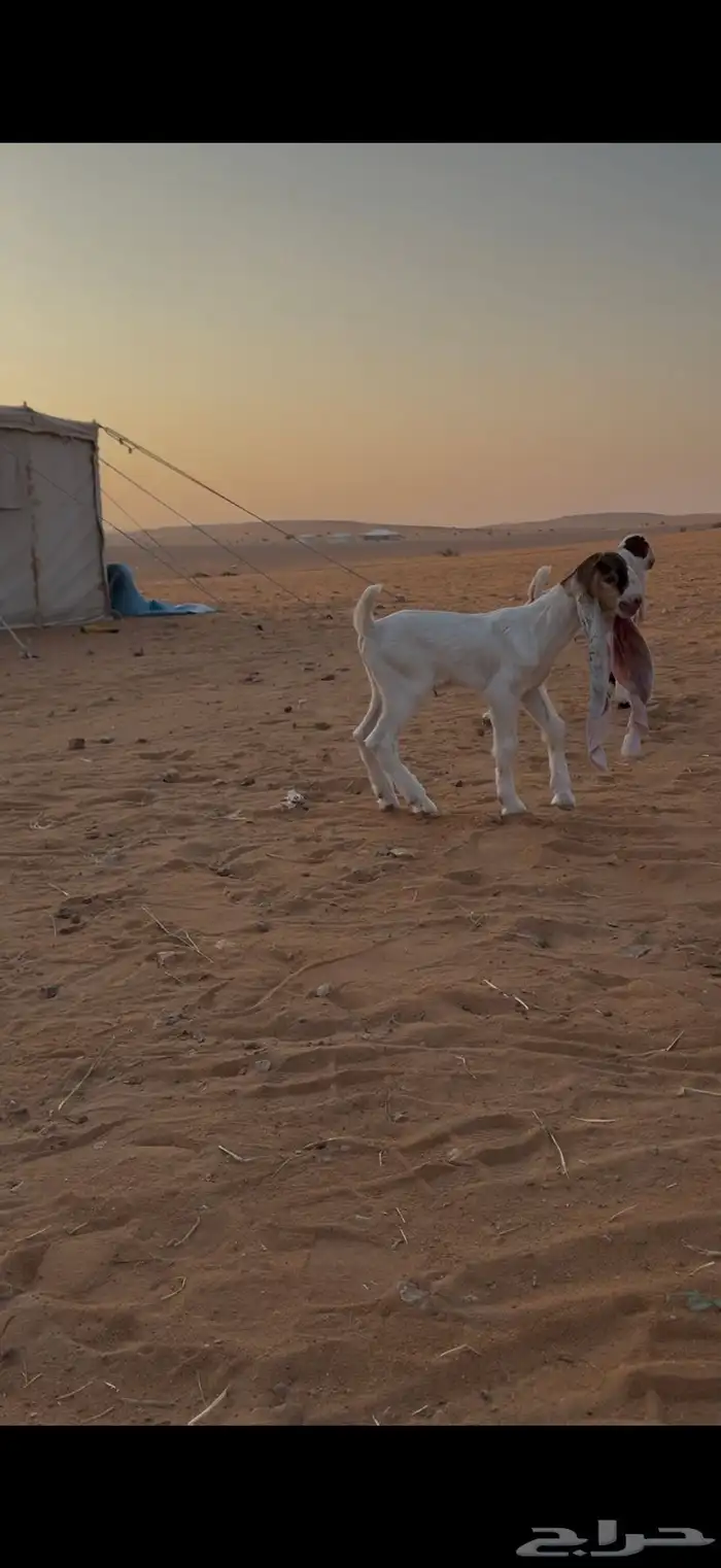 عنز كفو متبع بتيوس 1