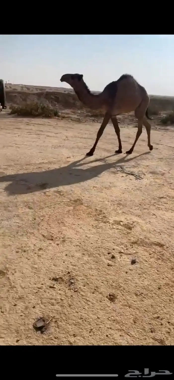 بكرة صفرا طيبه 0