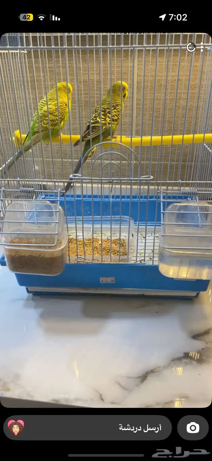 عصافير للبيع 0