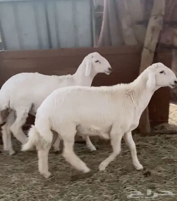 مشاريع فحول حريه صنف 2