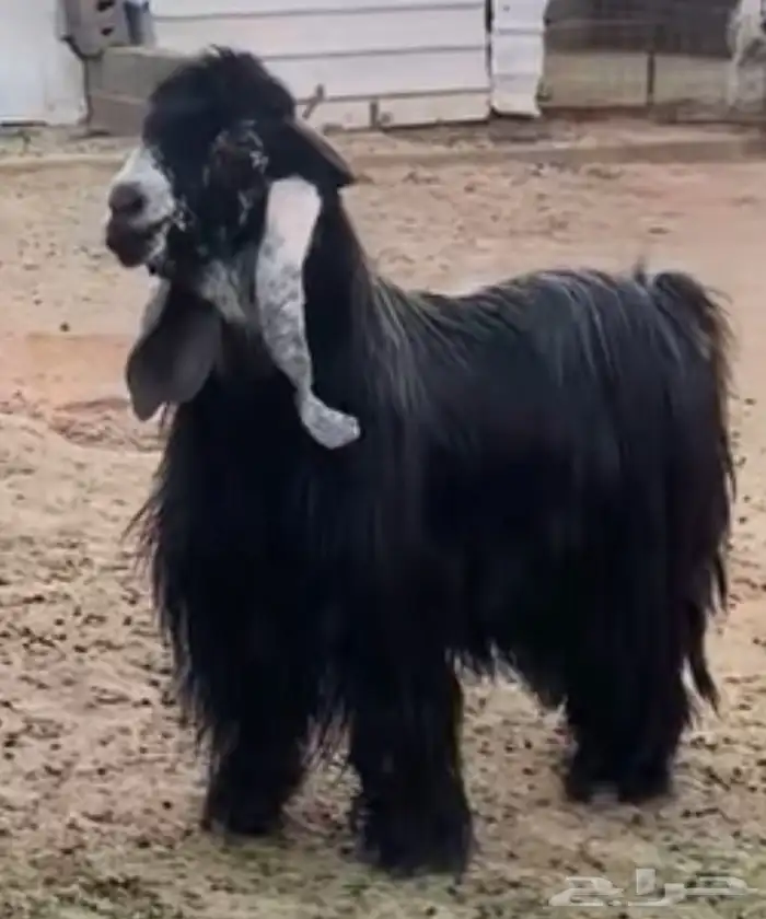 معزا عوارض صنف الصنف 0