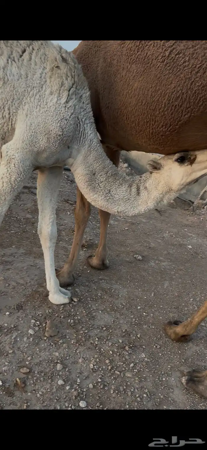 حاشي بري طيب 1