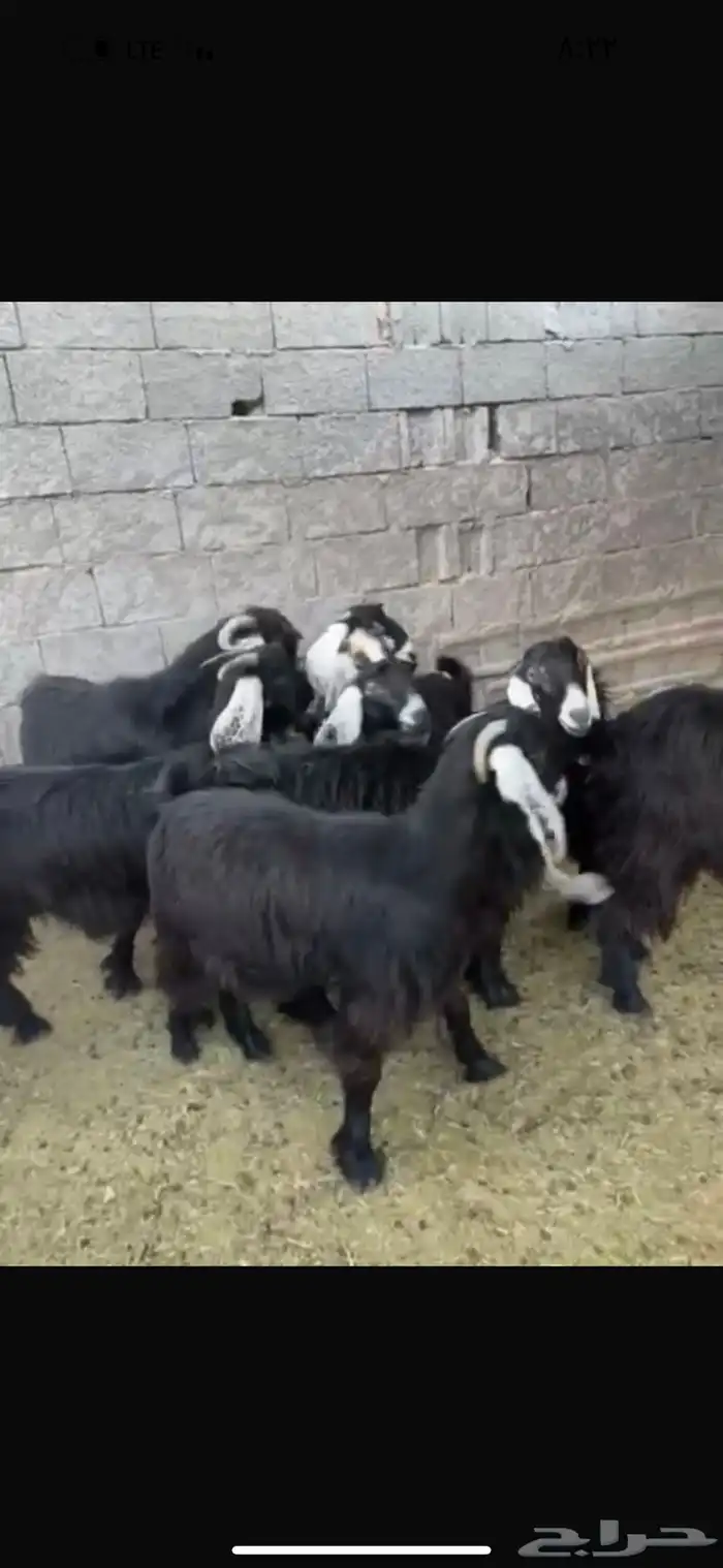 معزا عوارض خوات بعض مضاريع صنف 4