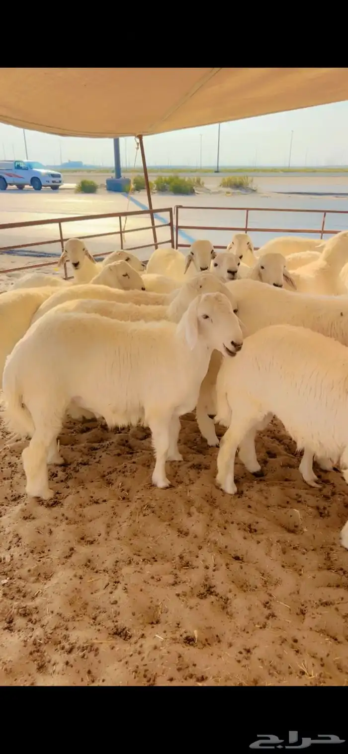 جذعان حري جبره مفطحات 1