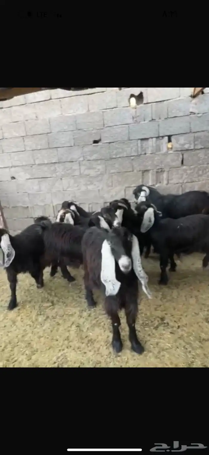 معزا عوارض خوات بعض مضاريع صنف 2