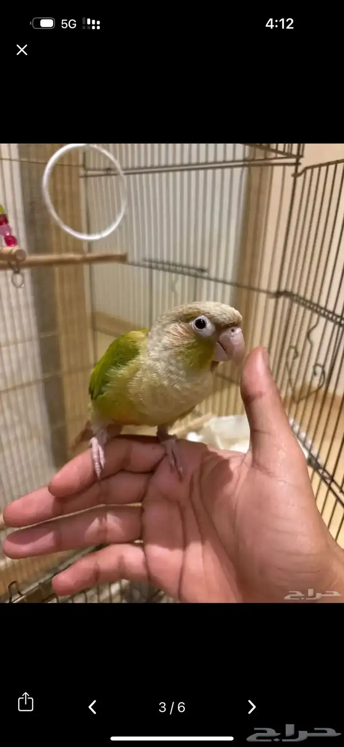 كنيور اليف جدا  وهدد 0