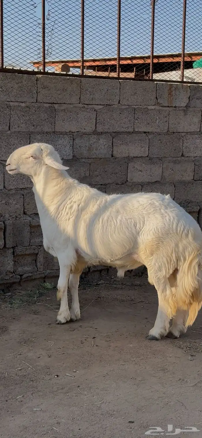 خروف فحل سنه رباع 2