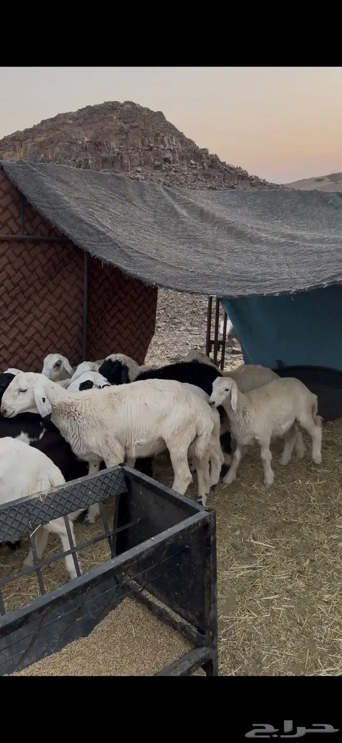 طليان للبيع 0