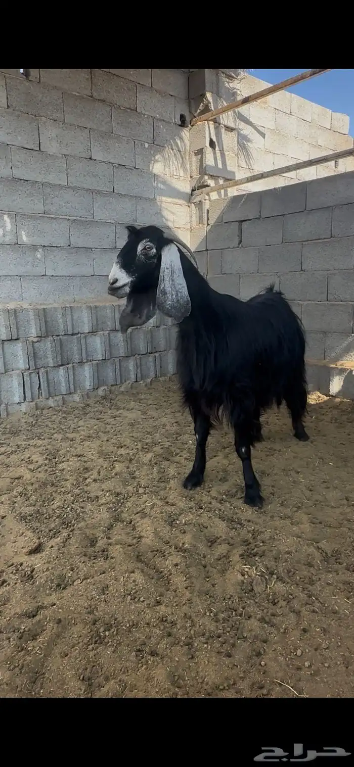 عنز عارضيه رباع حايل تم البيع 0